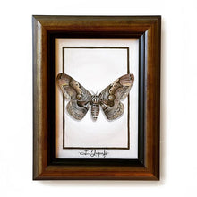 Load image into Gallery viewer, Framed acrylic insect gallery painting for sale featuring a realistic butterfly design by Florencia Degraf