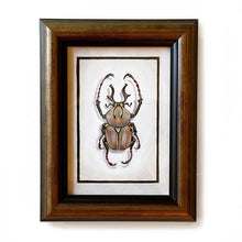 Load image into Gallery viewer, Framed acrylic insect gallery painting for sale featuring a detailed beetle illustration
